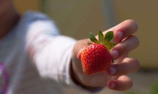 enfant qui tend une fraise