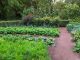 jardin potager eco-responsable